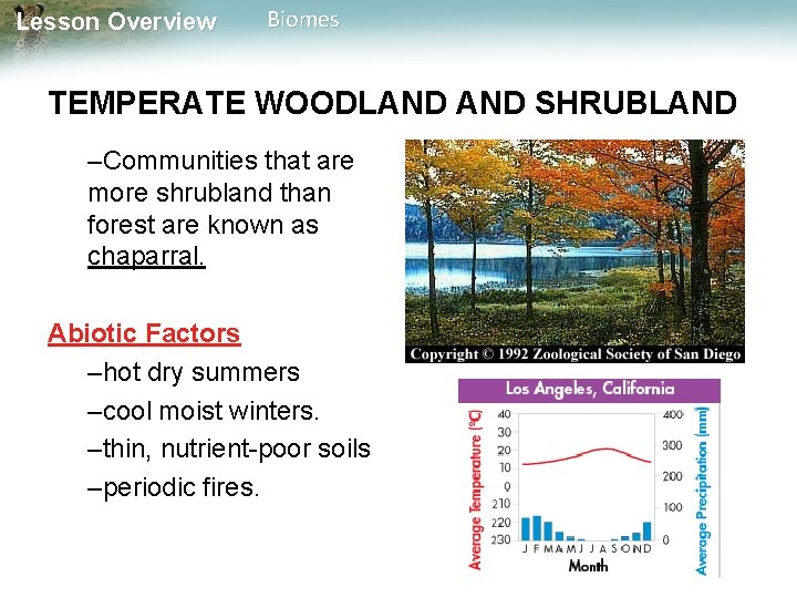 Lesson Overview Biomes TEMPERATE WOODLAND SHRUBLAND –Communities that are more shrubland than forest are