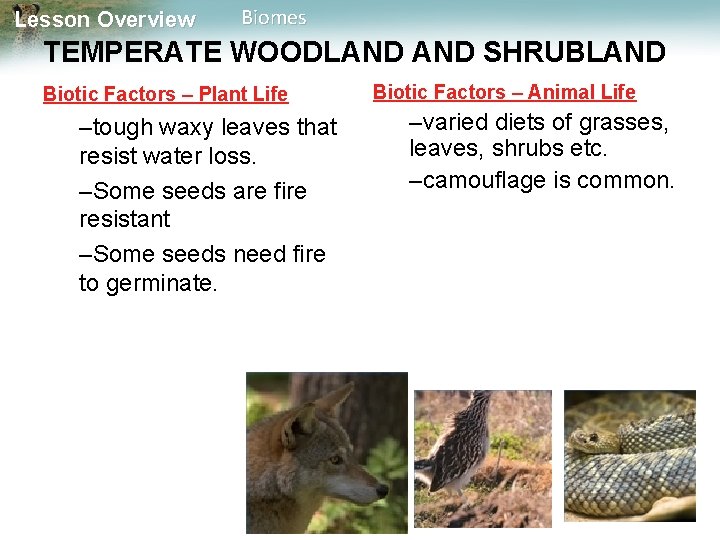 Lesson Overview Biomes TEMPERATE WOODLAND SHRUBLAND Biotic Factors – Plant Life –tough waxy leaves