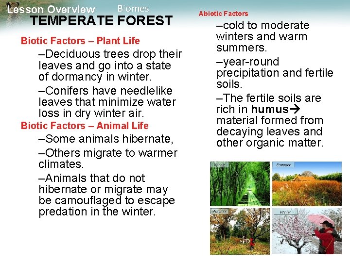 Lesson Overview Biomes TEMPERATE FOREST Biotic Factors – Plant Life –Deciduous trees drop their