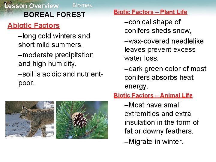 Lesson Overview Biomes BOREAL FOREST Abiotic Factors –long cold winters and short mild summers.