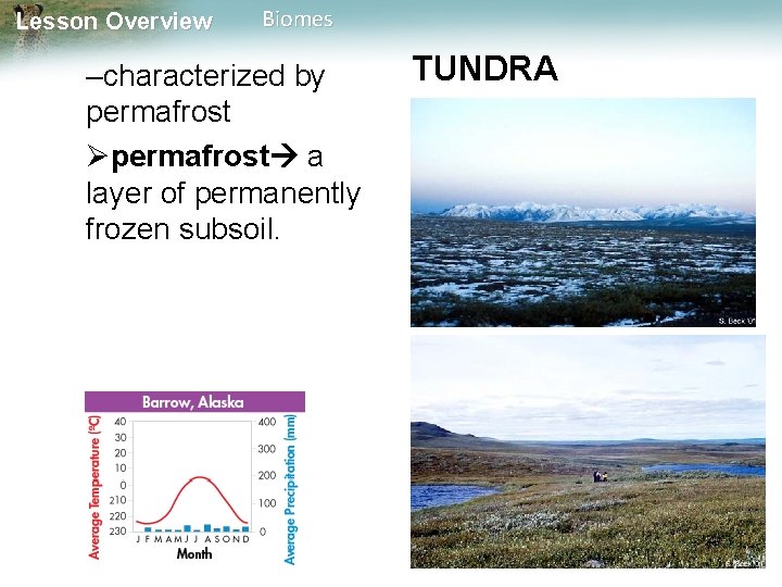 Lesson Overview Biomes –characterized by permafrost a layer of permanently frozen subsoil. TUNDRA 