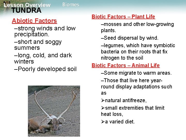 Lesson Overview TUNDRA Biomes Abiotic Factors –strong winds and low precipitation. –short and soggy