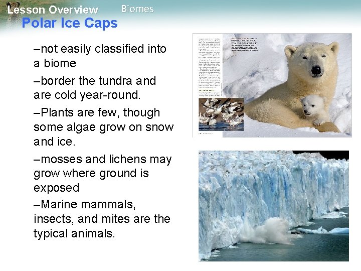 Lesson Overview Polar Ice Caps Biomes –not easily classified into a biome –border the