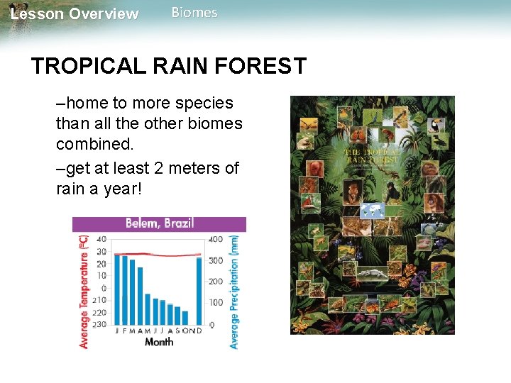 Lesson Overview Biomes TROPICAL RAIN FOREST –home to more species than all the other