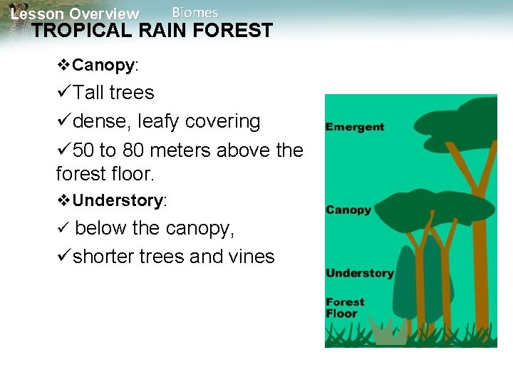 Lesson Overview Biomes TROPICAL RAIN FOREST Canopy: Tall trees dense, leafy covering 50 to