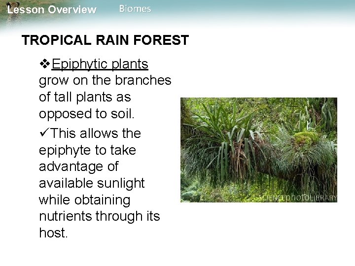 Lesson Overview Biomes TROPICAL RAIN FOREST Epiphytic plants grow on the branches of tall