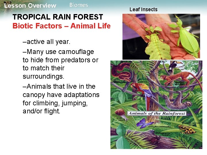 Lesson Overview Biomes TROPICAL RAIN FOREST Biotic Factors – Animal Life –active all year.