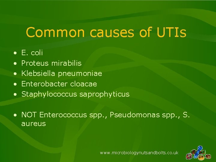 Common causes of UTIs • • • E. coli Proteus mirabilis Klebsiella pneumoniae Enterobacter Common causes of UTIs • • • E. coli Proteus mirabilis Klebsiella pneumoniae Enterobacter