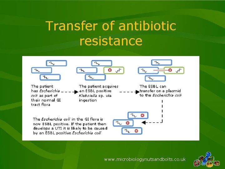 Transfer of antibiotic resistance www. microbiologynutsandbolts. co. uk Transfer of antibiotic resistance www. microbiologynutsandbolts. co. uk