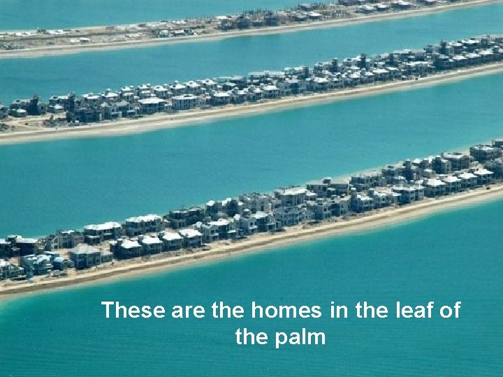These are the homes in the leaf of the palm 