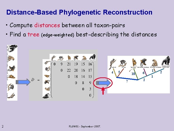 Distance-Based Phylogenetic Reconstruction • Compute distances between all taxon-pairs • Find a tree (edge-weighted)