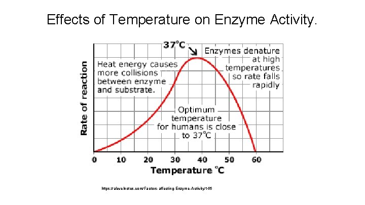 Effects of Temperature on Enzyme Activity. https: //alevelnotes. com/Factors-affecting-Enzyme-Activity/146 
