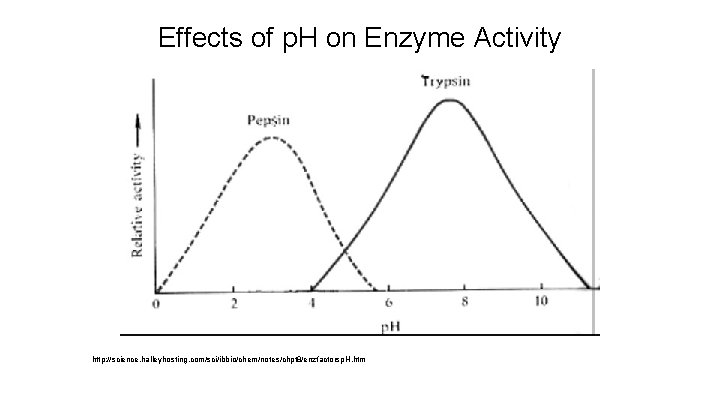 Effects of p. H on Enzyme Activity http: //science. halleyhosting. com/sci/ibbio/chem/notes/chpt 8/enzfactorsp. H. htm
