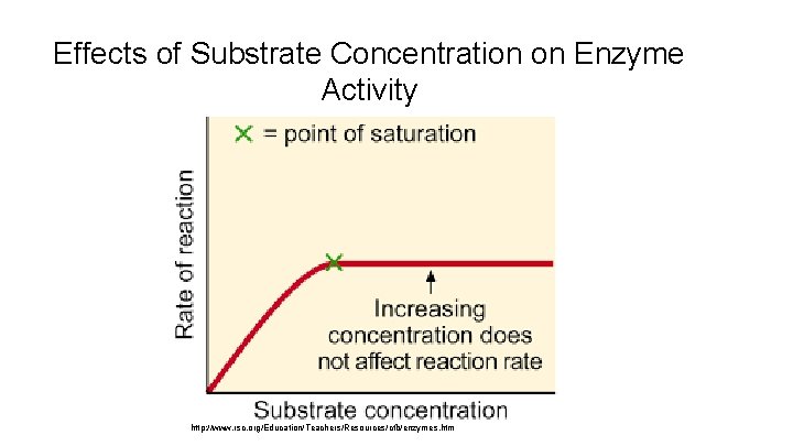 Effects of Substrate Concentration on Enzyme Activity http: //www. rsc. org/Education/Teachers/Resources/cfb/enzymes. htm 