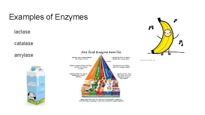 Examples of Enzymes lactase catalase amylase polymerase 