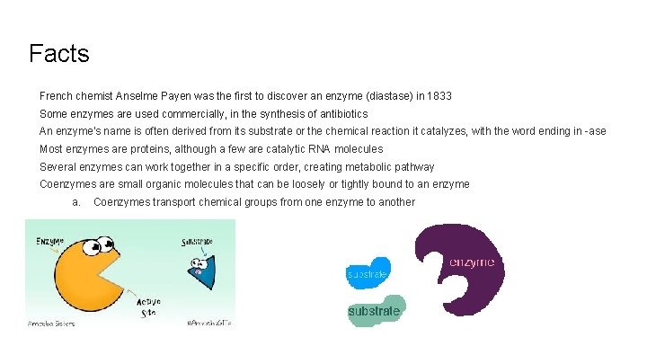 Facts French chemist Anselme Payen was the first to discover an enzyme (diastase) in