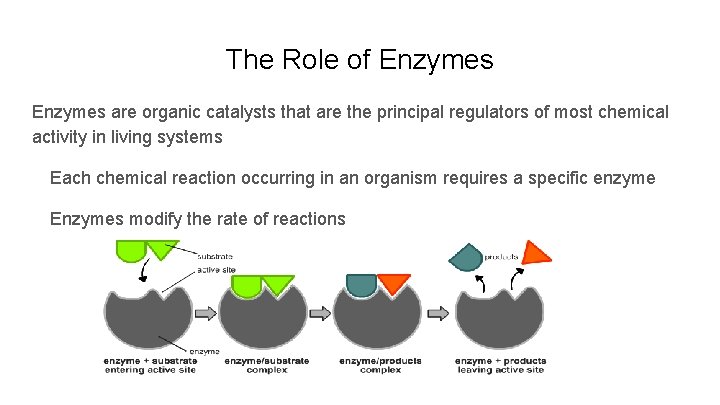 The Role of Enzymes are organic catalysts that are the principal regulators of most