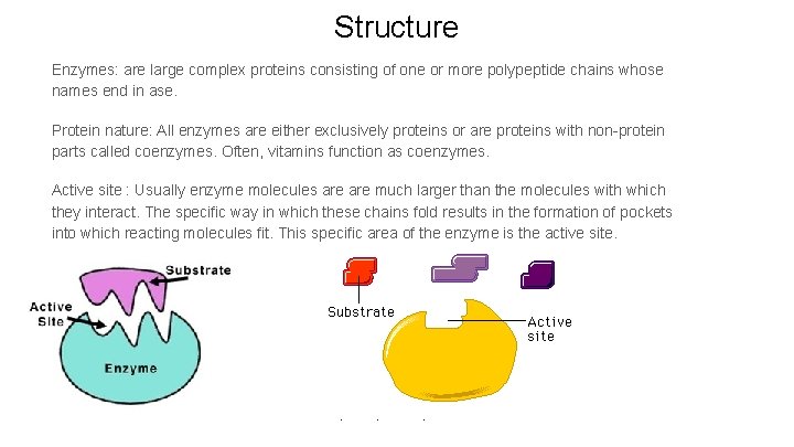 Structure Enzymes: are large complex proteins consisting of one or more polypeptide chains whose