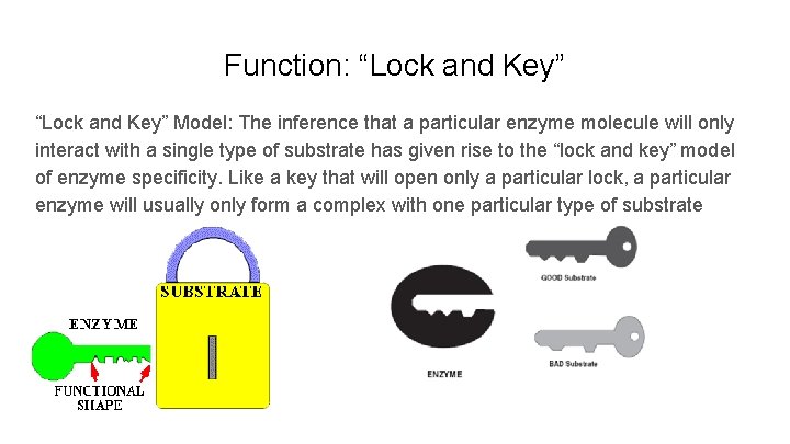 Function: “Lock and Key” Model: The inference that a particular enzyme molecule will only