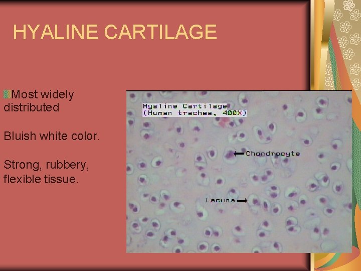 HYALINE CARTILAGE Most widely distributed Bluish white color. Strong, rubbery, flexible tissue. 