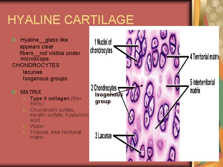 HYALINE CARTILAGE Hyaline__glass like appears clear fibers__not visible under microscope. CHONDROCYTES lacunae Isogenous groups