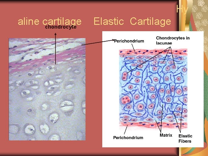 Hy aline cartilage chondrocyte Elastic Cartilage 
