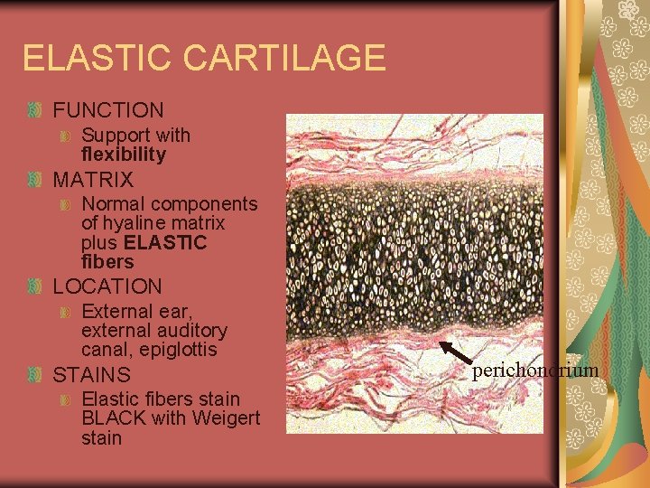 ELASTIC CARTILAGE FUNCTION Support with flexibility MATRIX Normal components of hyaline matrix plus ELASTIC