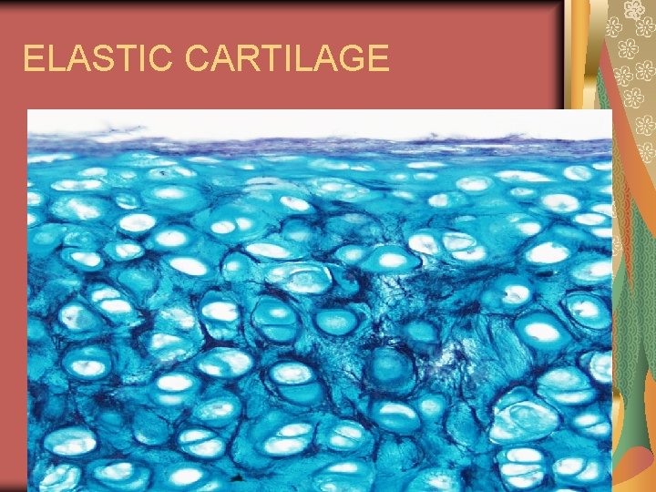 ELASTIC CARTILAGE 