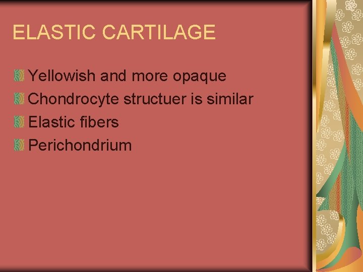 ELASTIC CARTILAGE Yellowish and more opaque Chondrocyte structuer is similar Elastic fibers Perichondrium 