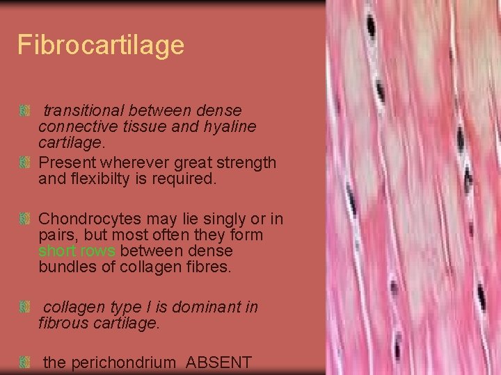 Fibrocartilage transitional between dense connective tissue and hyaline cartilage. Present wherever great strength and