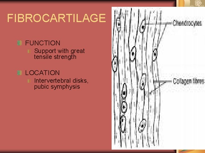 FIBROCARTILAGE FUNCTION Support with great tensile strength LOCATION Intervertebral disks, pubic symphysis 