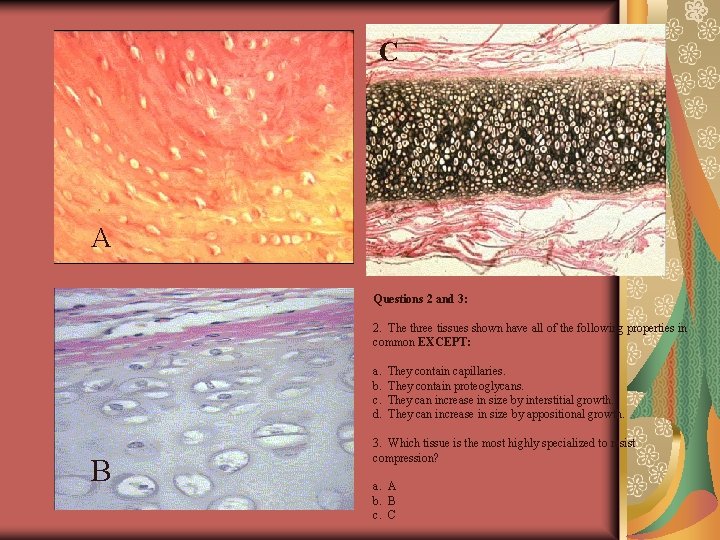 C A Questions 2 and 3: 2. The three tissues shown have all of