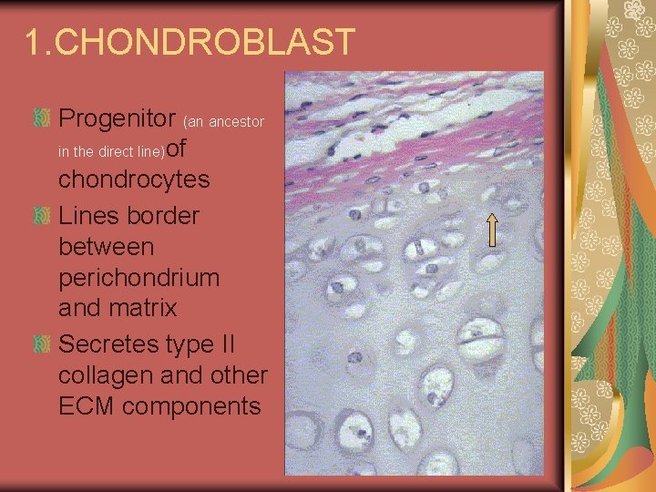 1. CHONDROBLAST Progenitor (an ancestor in the direct line)of chondrocytes Lines border between perichondrium