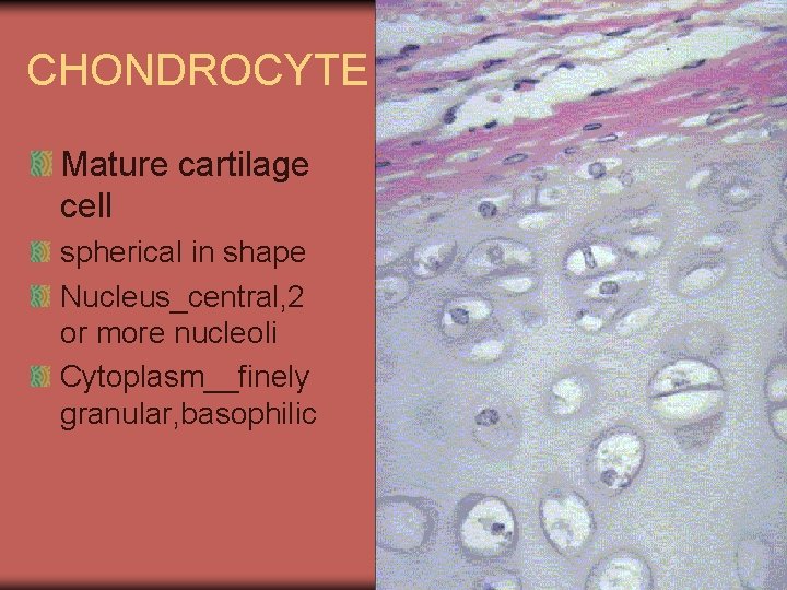 CHONDROCYTE Mature cartilage cell spherical in shape Nucleus_central, 2 or more nucleoli Cytoplasm__finely granular,