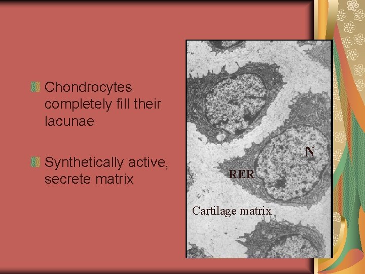 Chondrocytes completely fill their lacunae Synthetically active, secrete matrix N RER Cartilage matrix 