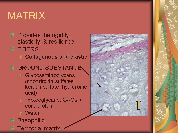 MATRIX Provides the rigidity, elasticity, & resilience FIBERS Collagenous and elastic GROUND SUBSTANCE Glycosaminoglycans