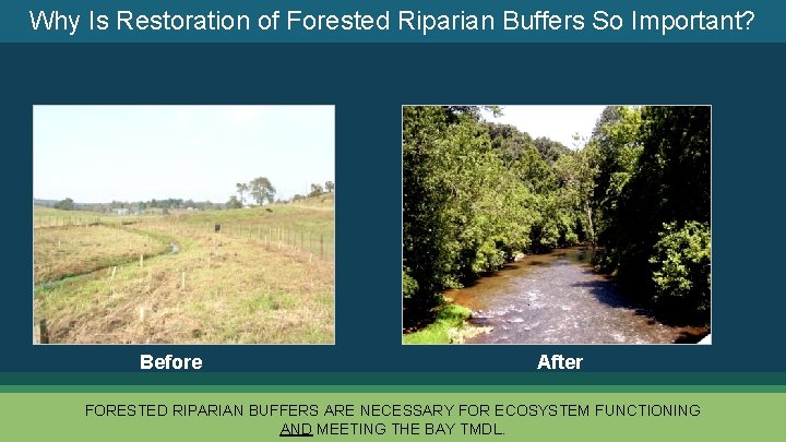 Why Is Restoration of Forested Riparian Buffers So Important? Before After FORESTED RIPARIAN BUFFERS
