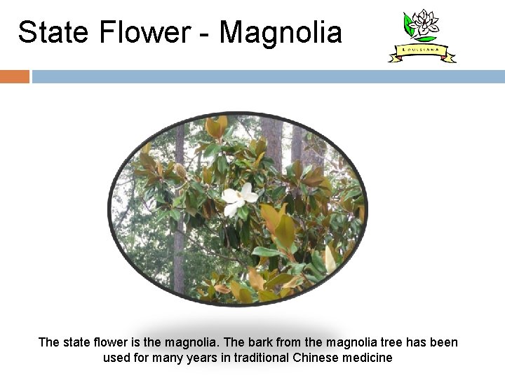 State Flower - Magnolia The state flower is the magnolia. The bark from the