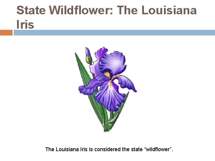 State Wildflower: The Louisiana Iris is considered the state “wildflower”. 