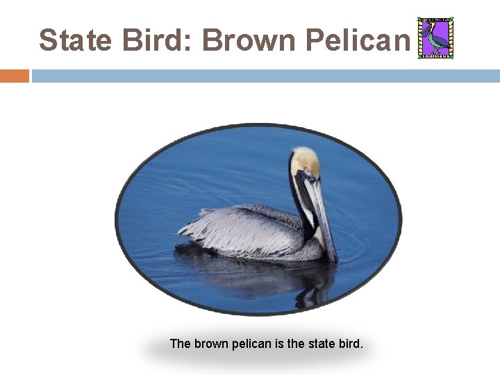 State Bird: Brown Pelican The brown pelican is the state bird. 