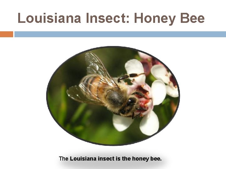 Louisiana Insect: Honey Bee The Louisiana insect is the honey bee. 