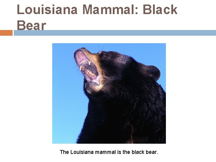 Louisiana Mammal: Black Bear The Louisiana mammal is the black bear. 