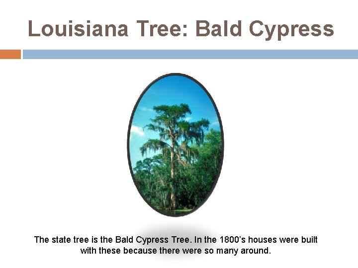 Louisiana Tree: Bald Cypress The state tree is the Bald Cypress Tree. In the