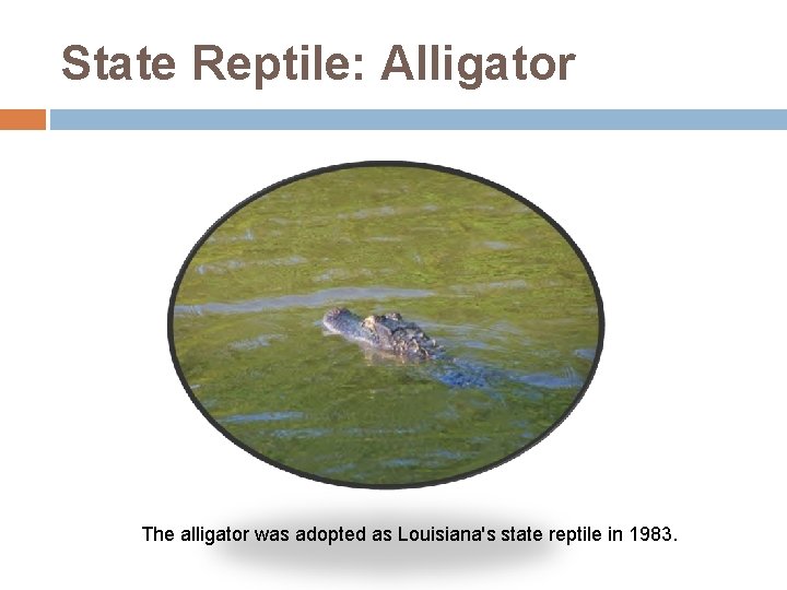 State Reptile: Alligator The alligator was adopted as Louisiana's state reptile in 1983. 