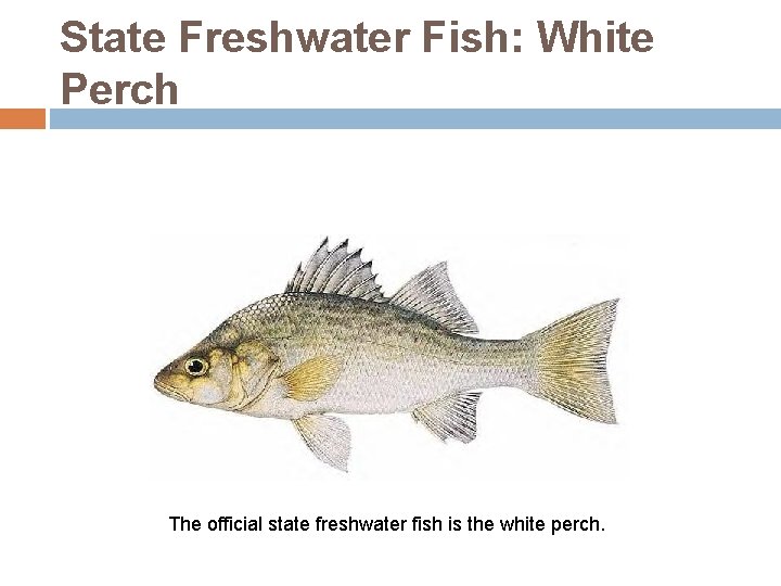 State Freshwater Fish: White Perch The official state freshwater fish is the white perch.