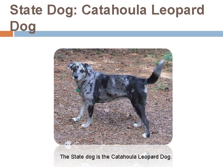 State Dog: Catahoula Leopard Dog The State dog is the Catahoula Leopard Dog. 