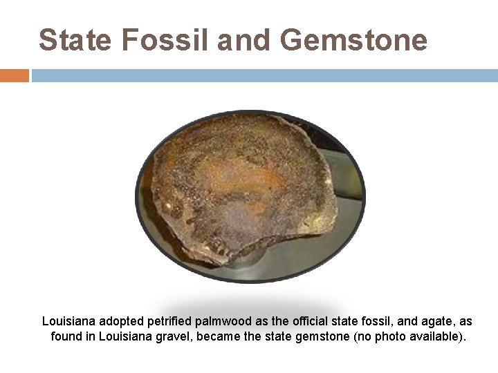 State Fossil and Gemstone Louisiana adopted petrified palmwood as the official state fossil, and