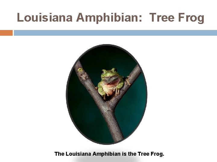 Louisiana Amphibian: Tree Frog The Louisiana Amphibian is the Tree Frog. 