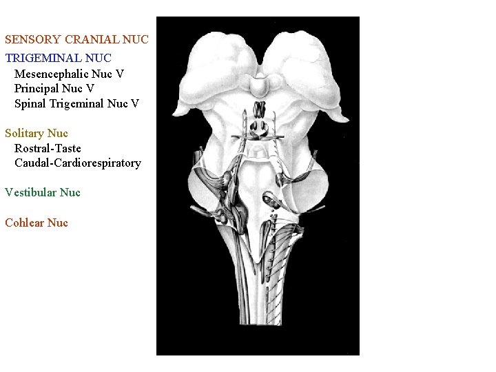 SENSORY CRANIAL NUC TRIGEMINAL NUC Mesencephalic Nuc V Principal Nuc V Spinal Trigeminal Nuc