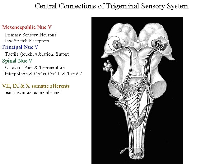 Central Connections of Trigeminal Sensory System Mesencepahlic Nuc V Primary Sensory Neurons Jaw Stretch